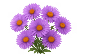 Purple aster flowers blooming, forming a vibrant bouquet with green leaves composition, transparent background