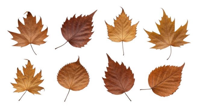 A collection of autumn leaves on a png transparent - Powered by Adobe
