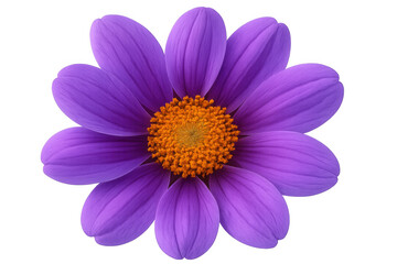 Fototapeta premium Purple dahlia flower blooming with vibrant petals and yellow center, isolated on transparent background