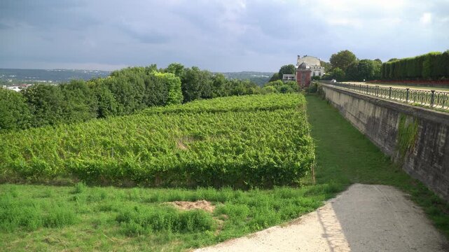 A panning video capture unveils a vineyard located next to the Castle of Saint Germain in western suburbs of Paris, France.