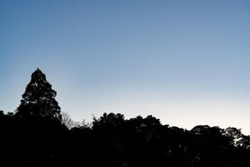 夕暮れの空と木々のシルエット