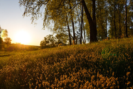 Golden hour sun bathes a grassy hillside dotted with small blossoms, with dark birch tree silhouettes framing the bright sky and warm light flares