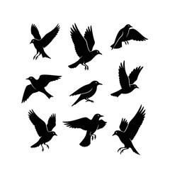 Dynamic silhouettes of soaring birds, capturing freedom and movement, perfect for design projects needing elegant, minimalist imagery