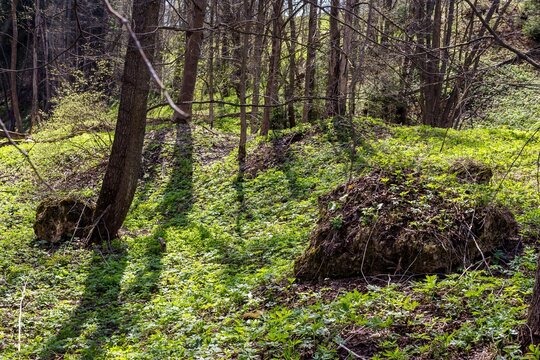 A large, mossy silicified rock boulder sits on a sun-dappled, bright green forest floor in springtime woods