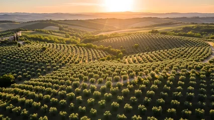 Fotobehang Toscane Aerial view of olive tree plantation on rolling hills at sunset in tuscany italy landscape scenery  © GALKI