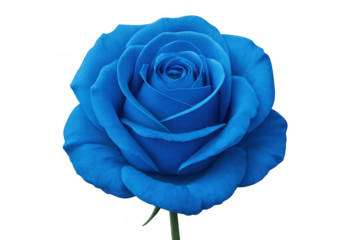 Blue rose symbolizing unique love, rarity, and the unattainable, on a transparent background for versatile design