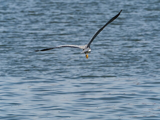 飛んでるアオサギ