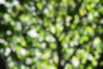 The blurry dense branches and leaves with white light curling between them. Blurred twigs and leaves in full frame as background.