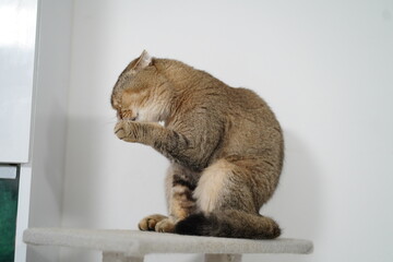 Playful Cat Grooming Itself on a Cat Tree in a Bright White Room Captured in Close-Up with Soft Focus and Natural Lighting