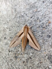 Brown banded hunter hawk moth with muddy wings
