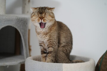 Cute fluffy cat yawning while sitting on a soft pet bed, indoor cat lifestyle, adorable feline, playful and relaxed expression captured on camera