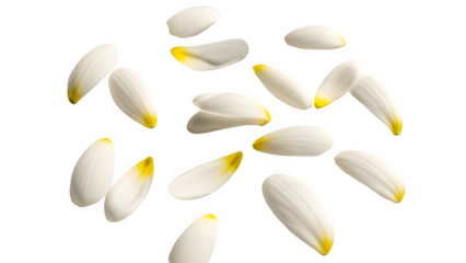 Scattered white and yellow lily petals floating isolated on transparent background