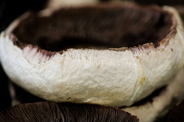 A close-up photograph of wild mushrooms growing in natural woodland grass, showing detailed textures, organic patterns, and earthy tones. Ideal for themes related to nature, ecology and fungi. 