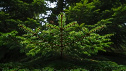 Fototapeta premium Close up of a bright green fir tree branch with a blurred background of more foliage