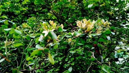 Lush, vibrant green foliage of a flowering shrub with white buds and blossoms, contrasted by dark, damp ground scattered with fallen flower petals and moss.