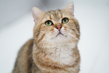 Majestic Domestic Cat with Striking Green Eyes Posing Elegantly Against a Soft White Background, Capturing the Essence of Feline Grace and Charm