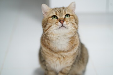 Cute domestic cat with fluffy fur and bright green eyes gazing upward in a bright, minimalistic indoor environment
