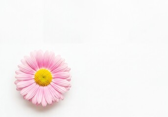 Elegant pale pink daisy with a vibrant yellow center