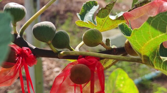 sweet figs on fig tree branches in orchard garden	