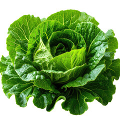 Bright green cabbage head showing tightly packed, leafy vegetables