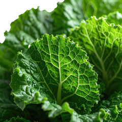 Close-up of vibrant green cabbage leaves with detailed texture