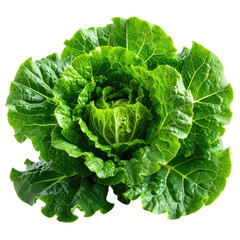 Fresh green cabbage with intricate leaf patterns and vibrant color