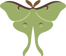 Green luna moth with tails © KEI KATA