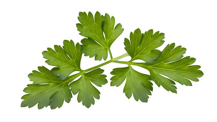 Fresh parsley sprig close up isolated on transparent background