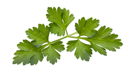 Fresh parsley sprig close up isolated on transparent background