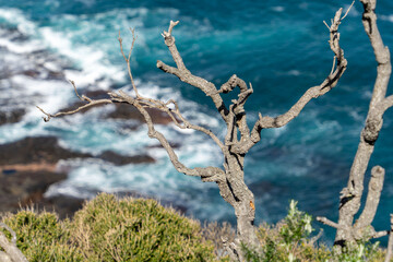 Weathered coastal tree branch with intricate texture stands resiliently on a bluff overlooking the vibrant turquoise ocean with crashing waves. © Mujie