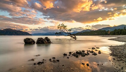 Lone tree in lake at dramatic sunset