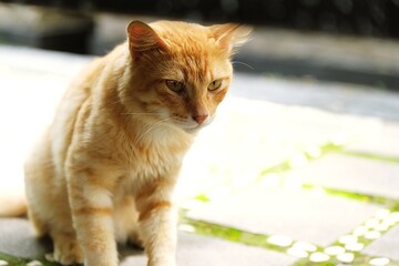 A close-up portrait of a ginger cat in warm natural light, highlighting its expressive eyes and soft fur texture.