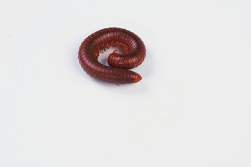 Minimalist top view of a curled millipede on a clean white backdrop, showcasing natural patterns and structure.