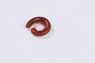 A red millipede curled on a clean white background. Detailed macro shot showing texture and natural form of the insect.