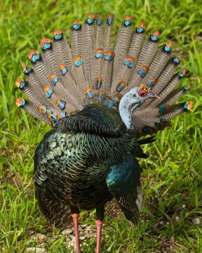 A vibrant male ocellated turkey displaying its beautiful plumage in a lush green environment