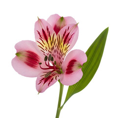 Pink alstroemeria flower blossom isolated on transparent background