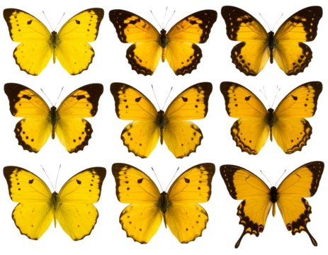 Collection set of gold hearts isolated on transparent background - Powered by Adobe