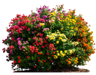 Colorful flower bush isolated oh white background. PNG masked background.  