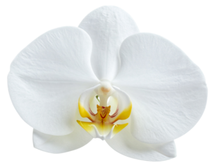 Beautiful white orchid flower isolated on white background 