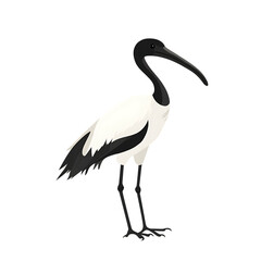 Obraz premium A striking illustration of an australian white ibis bird with its distinctive long curved beak and elegant black and white plumage isolated on transparent background