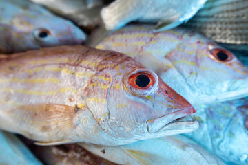 Fresh fish arranged in a fine art still-life composition with detailed textures