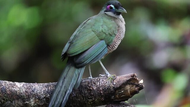 Sumatran ground cuckoo (Carpococcyx viridis) is a large, terrestrial species of cuckoo endemic to the forests of Sumatra in Indonesia.