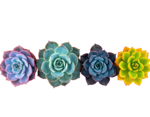 A row of colorful succulent rosettes against a black background, artistic and vibrant