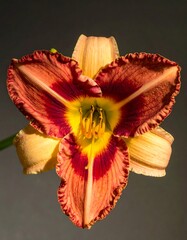 Close-up of a striking, multi-colored flower, centered against gray