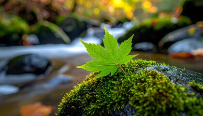 Close-up of a vibrant green leaf on mossy rock by flowing water