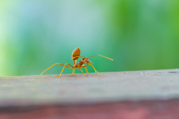 close up ant on the floor