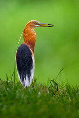 A Javan pond heron in full breeding plumage turns around to look at me. 