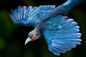 A Chestnut-bellied Malkoha glides over the canopy of a forest in Singapore.