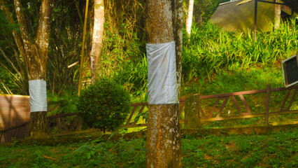 Trees Wrapped with Protective Fabric in a Green Forest Park