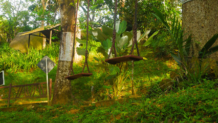Trees Wrapped with Protective Fabric in a Green Forest Park